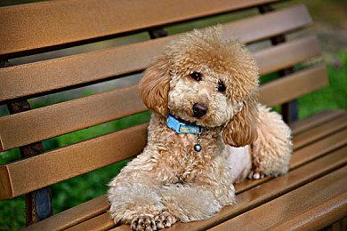 国产开放世界《伊莫》新预告曝光！展示独特生态